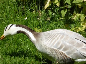 unusual geese