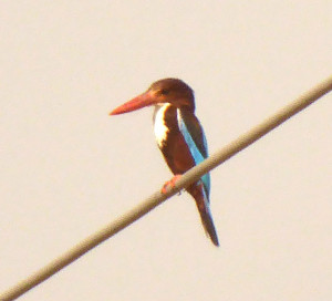 24_kingfisher