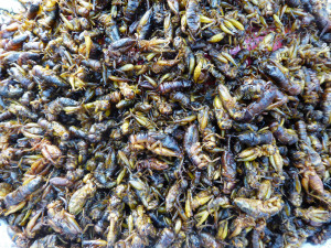 27_insects in chinatown