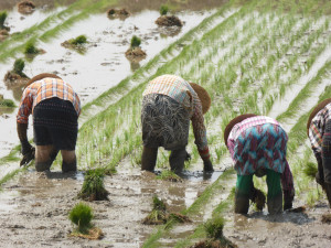 Paddyfields